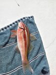 三鬚魚

20260908_000043