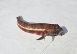 聽聞叫林哥魚

20260908_000044