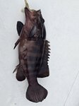 是日上午少少魚獲, 烏絲魚
20260915_000031