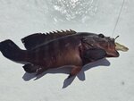 下午魚獲, 烏絲
20260915_000040