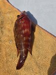 好似話荔枝魚

20260915_000047