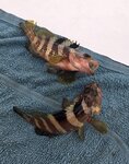 上午少少魚獲, 石釘
20260922_111208