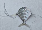 下午少少魚獲, 白鬚公又絲鰺20260922_131135