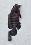 大瘌痢附近魚獲,烏絲

20260922_141053