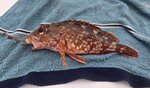 平面洲附近少少魚獲, 石九公
20260922_151026