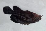 烏絲魚

20260922_162546