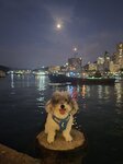 嘉亨灣農曆八月十五的中秋月
20260925_000046
