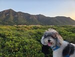 大澳海濱長廊望紅樹林和尖峰山和牙鷹山
20260926_124804~44