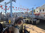大嶼山大澳街市街吊橋
20260926_124804~6