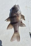 今日唯一魚獲, 梳羅魚
20260929_143014