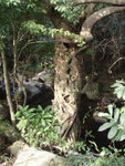 澗邊一棵被多種樹藤&#32402;繞的植物
P2037651