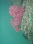 萬年茶洞洞口一石下竟然有此艷麗珊瑚
P9182373