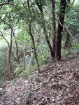 離澗後又在林中覓路向右去
PA023141