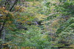 白絹瀑布是在溪流對岸的林中, 好隱蔽, 只隱約睇到少少
JPN01185