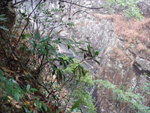 從奔槽瀑旁山路下降途中望冬季的奔槽瀑
PC235567