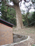 廟後有一棵大樹
P2269603