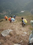 山脊路下山, 多乾草又多石碎, 要小心跣及唔好落石呀
P3130600