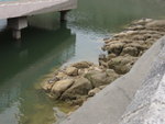 黃泥涌水塘中有許多大龜
P4152899