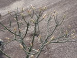 石隙中有此脫哂葉的植物, 而枝尖的是花還是葉芽?
P4153088