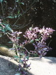 見一紫葉植物
P4153103