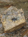 有一昆蟲在小石頭上
P4173348