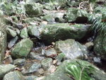 石梅坑又係陰陰濕濕, 青苔石滑
P5043976