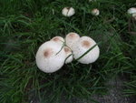 P6010154