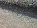 池內有只小蠑螈
P9140038