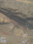 水中見一蠑螈
P9160259