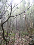 上溯柏柴坑上游, 在林中不知方向, 幸路標充足明顯
P9250116