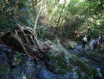 下降北刀屻東坑, 澗中有一好特別的樹頭
PA090332