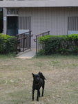 公園內小黑狗
PB250368