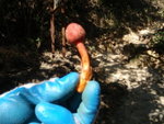 見此紅色的蛇菇
PB300071