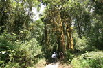 Machame Gate (1800) 至 Machame Hut(3100) 途中所經之雨林, 全程升高約1200m, 根據資料長約18km. 上升得頗平緩. Kili0063