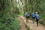 Machame Gate (1800) 至 Machame Hut(3100) 途中所經之雨林, 全程升高約1200m, 根據資料長約18km. 上升得頗平緩.
Kili0072