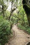 Machame Gate (1800) 至 Machame Hut(3100) 途中所經之雨林, 全程升高約1200m, 根據資料長約18km. 上升得頗平緩.
Kili0078
