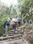Machame Gate (1800) 至 Machame Hut(3100) 途中所經之雨林, 全程升高約1200m, 根據資料長約18km. 上升得頗平緩, 這一段算頗企.
Kili0081