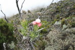 everlasting flowers
Kili0211