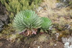 senecio plant
Kili0230