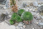 senecio (千里光)
Kili0503
