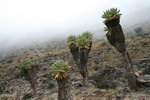 senecio 千里光
Kili0504