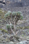 Giant Senecio (千里光)
Kili0559