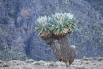 Senecio (千里光)
Kili0561