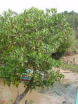水筆仔(又叫秋茄), 紅雨林植物的一種
P2170048