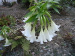 洋金花, 又叫曼陀羅, 四大毒草之一, 但它郤附有麻醉止痛的作用
P2240041