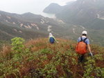 象山東陖山脊落山, 目標下面深屈道
P3010046