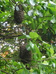 大休地附近有2個大蜂巢, 堆滿蜜蜂仔哩
P4070331