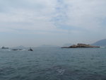 牙鷹排
P8090075