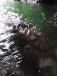 鰻魚岩洞的鰻魚岩
P8250084