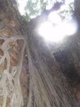 依洞壁而生的大樹
P9010056